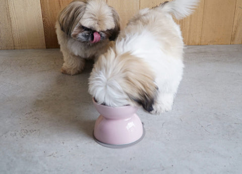 【HARIO】小型犬雙面磁碗 100ml/300ml 天空藍(PTS-CBD-BGR)/櫻花粉(PTS-CBD-PPR)/潔淨白(PTS-CBD-W)