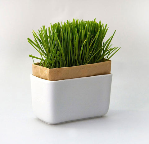 【HARIO】喵星人盆栽套組(PTS-NKCN-2P-SH)貓咪專用 居家療癒小物