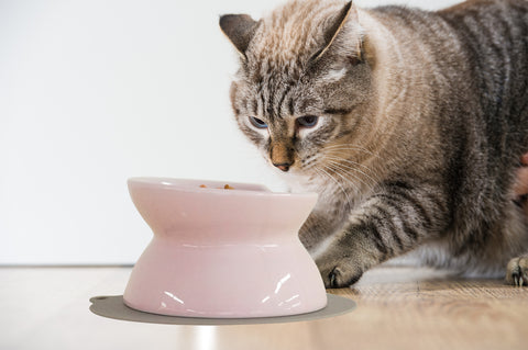 【HARIO】 貓咪雙面潔淨白磁碗80ml/200ml 附止滑墊(PTS-NYD-W)